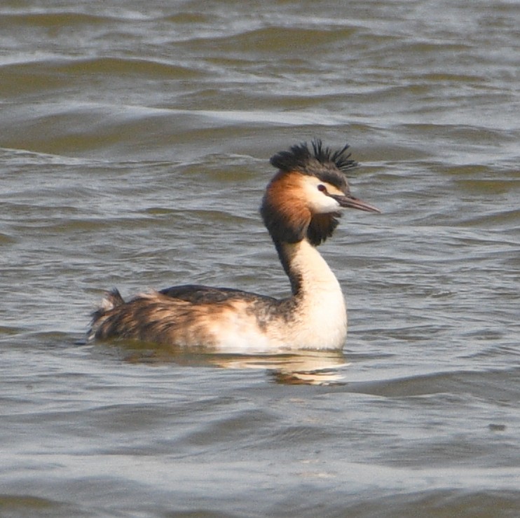Great Crested Grebe - ML618310659
