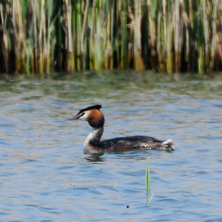 Great Crested Grebe - ML618310660