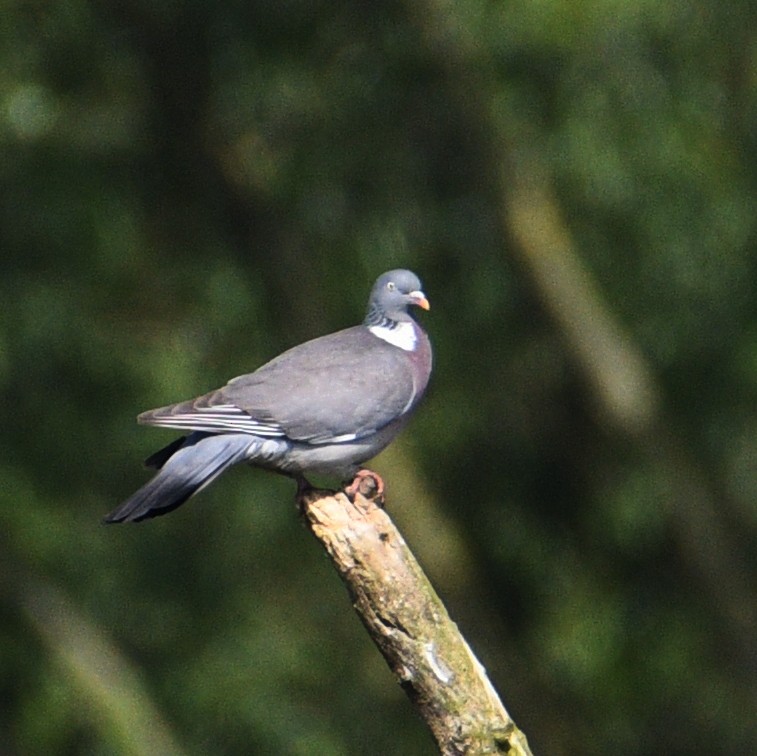 Common Wood-Pigeon - ML618310677