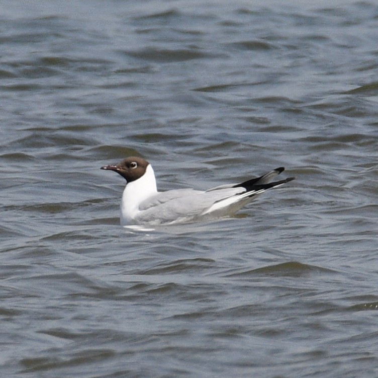 Mouette rieuse - ML618310679