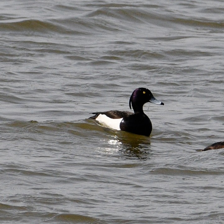 Tufted Duck - ML618310694
