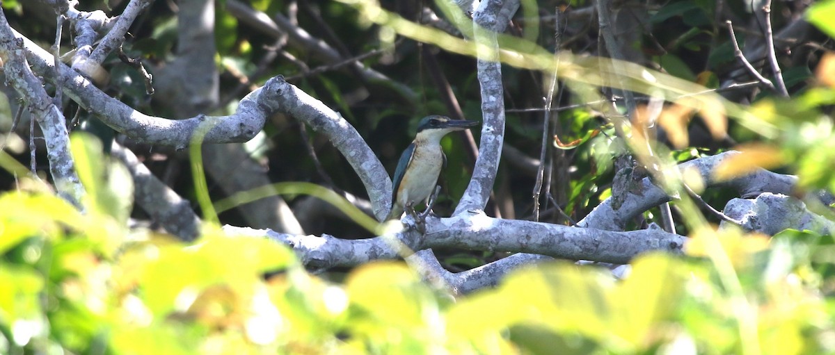 Sacred Kingfisher (Australasian) - ML618310722