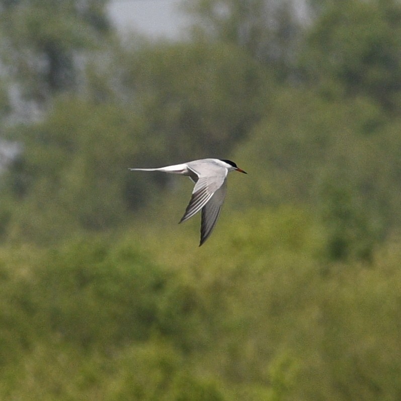 Common Tern - ML618310747