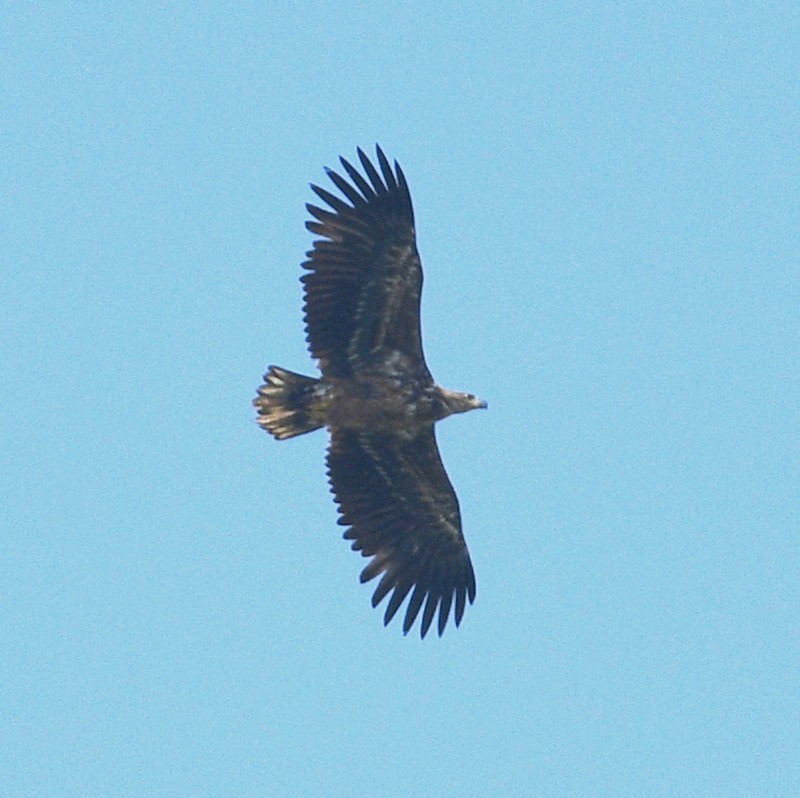 White-tailed Eagle - ML618310761