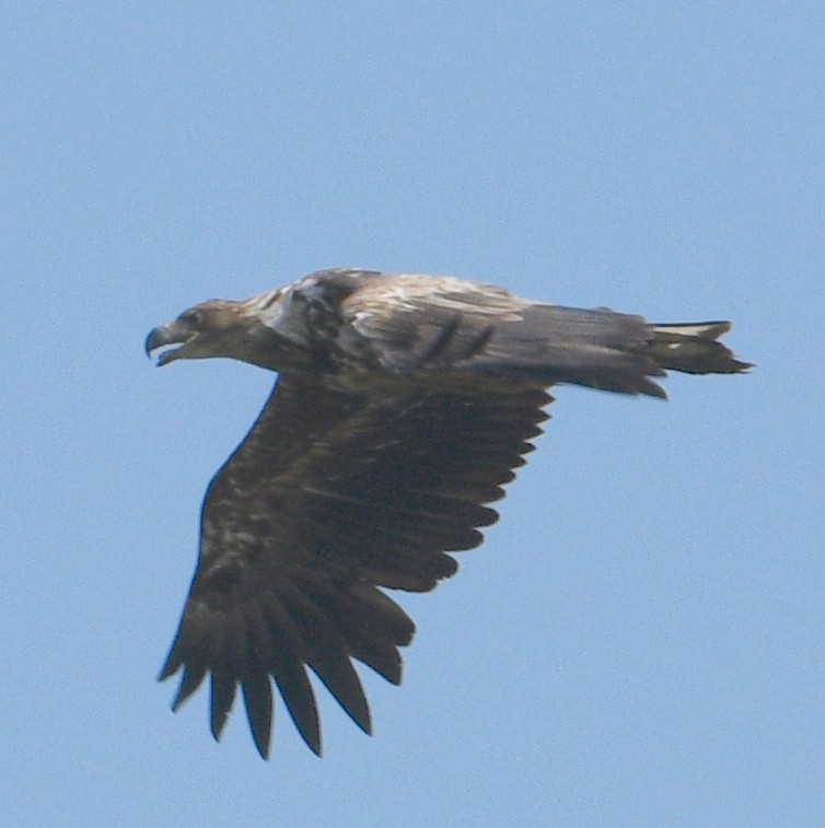 White-tailed Eagle - Jos Simons