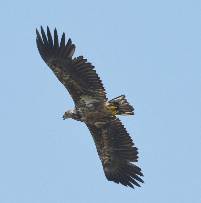 White-tailed Eagle - ML618310763