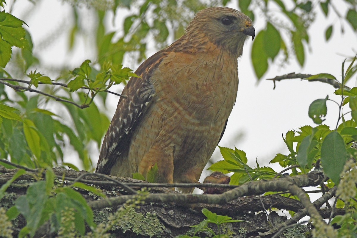 Red-shouldered Hawk - Timothy Carstens