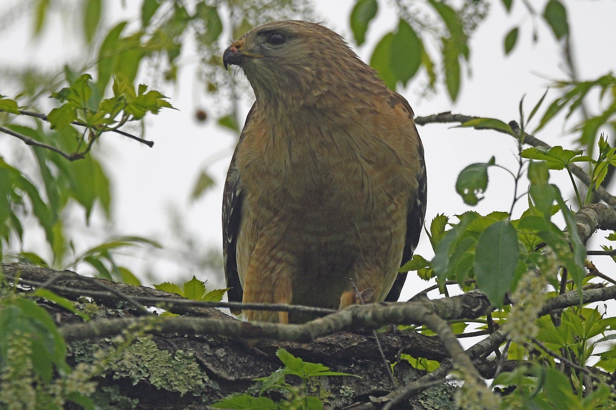 Red-shouldered Hawk - Timothy Carstens