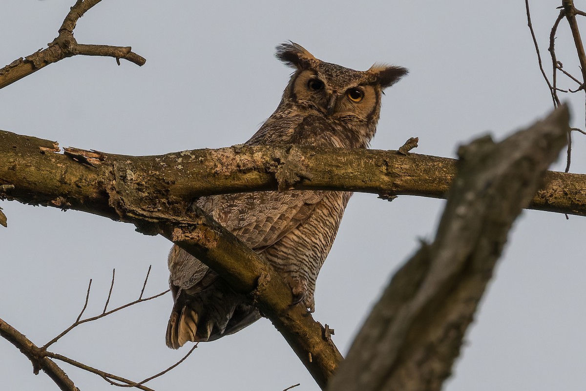 Great Horned Owl - ML618310795
