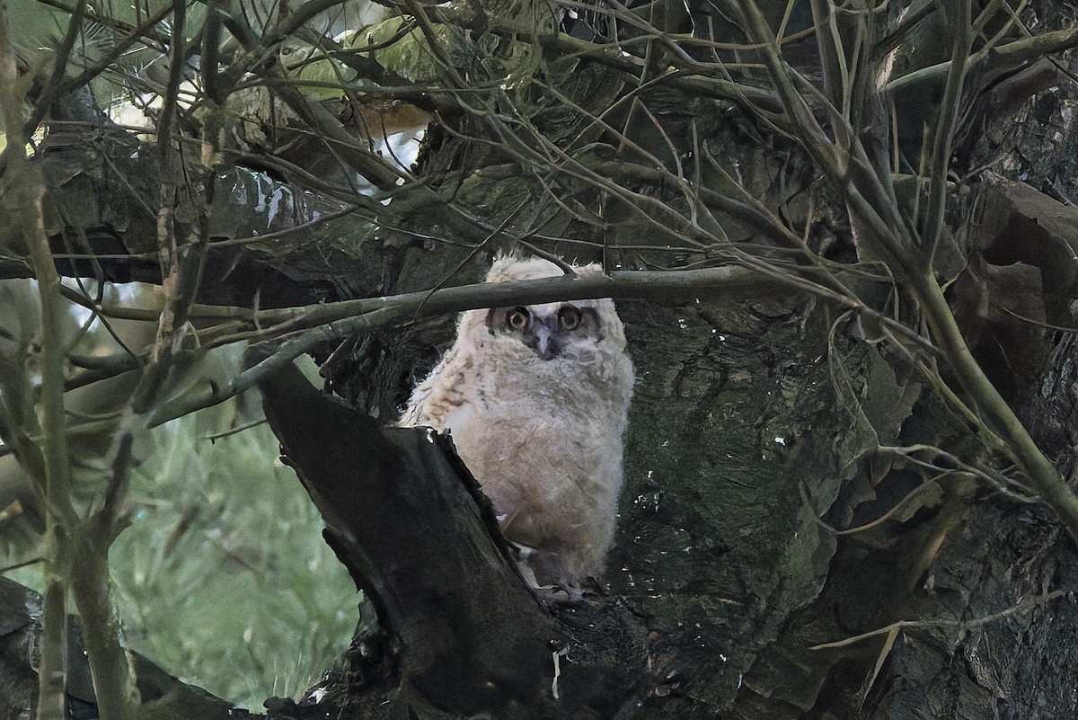 Great Horned Owl - ML618310796