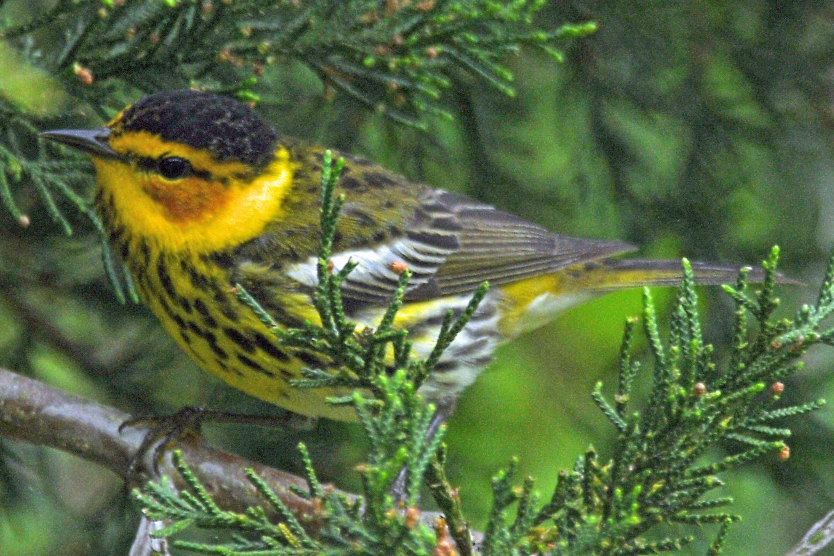 Cape May Warbler - ML618310806