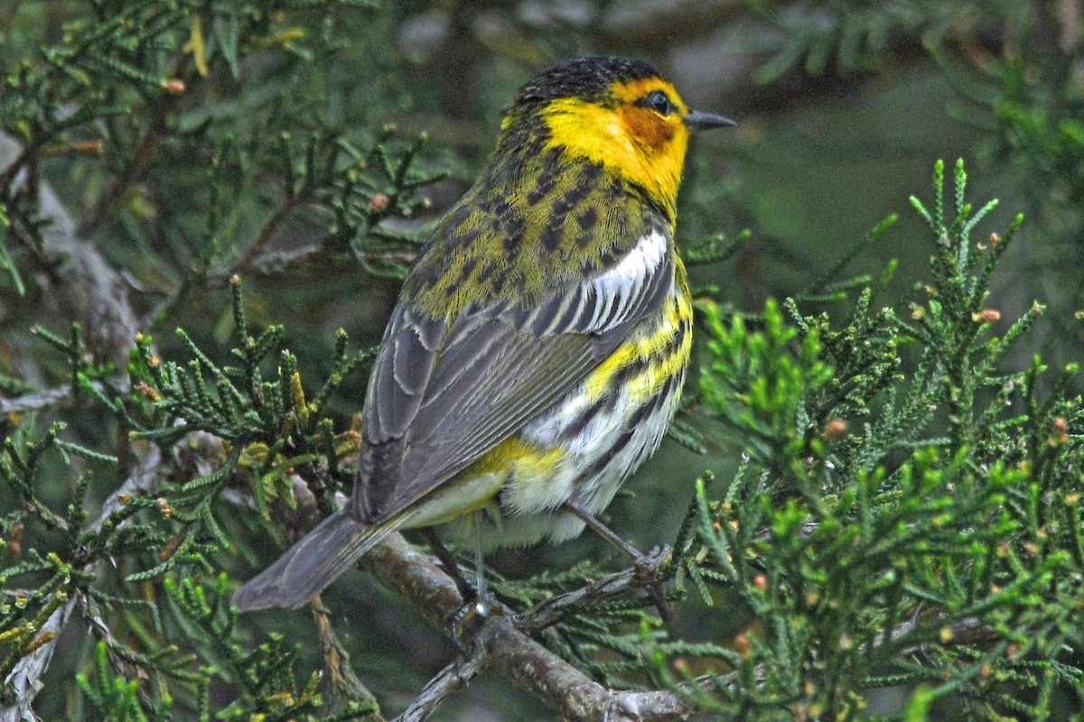 Cape May Warbler - ML618310807
