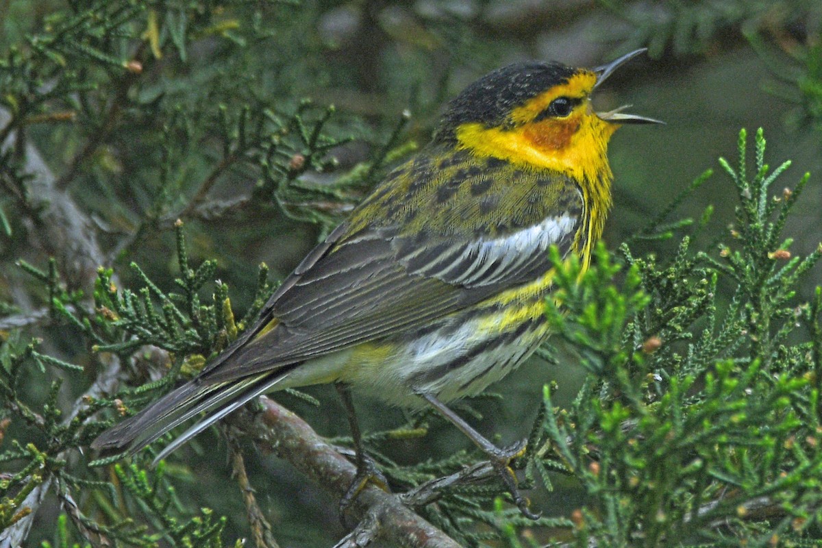 Cape May Warbler - ML618310809