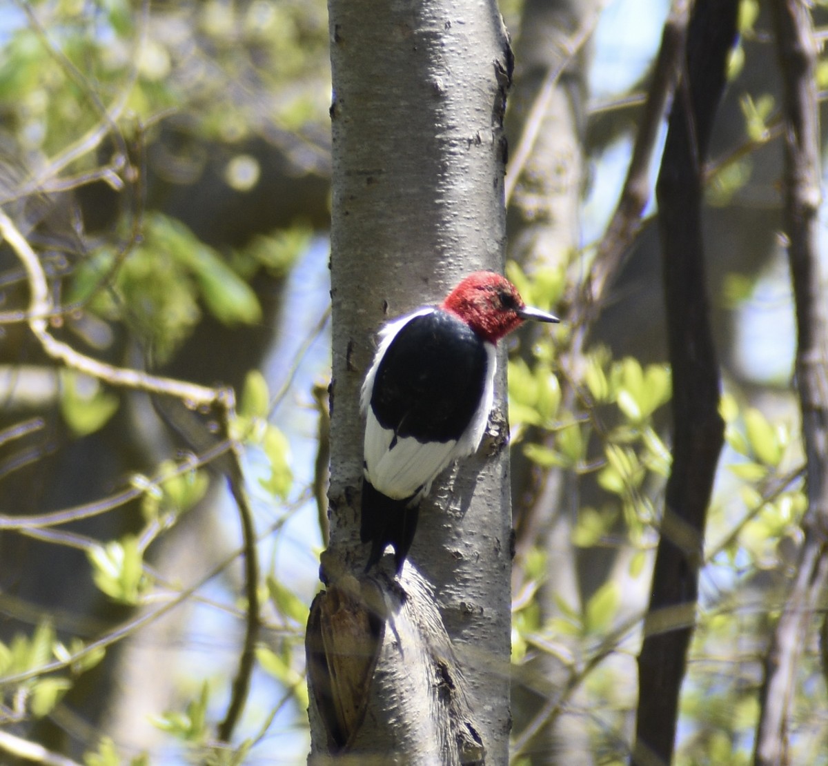 Red-headed Woodpecker - ML618310833