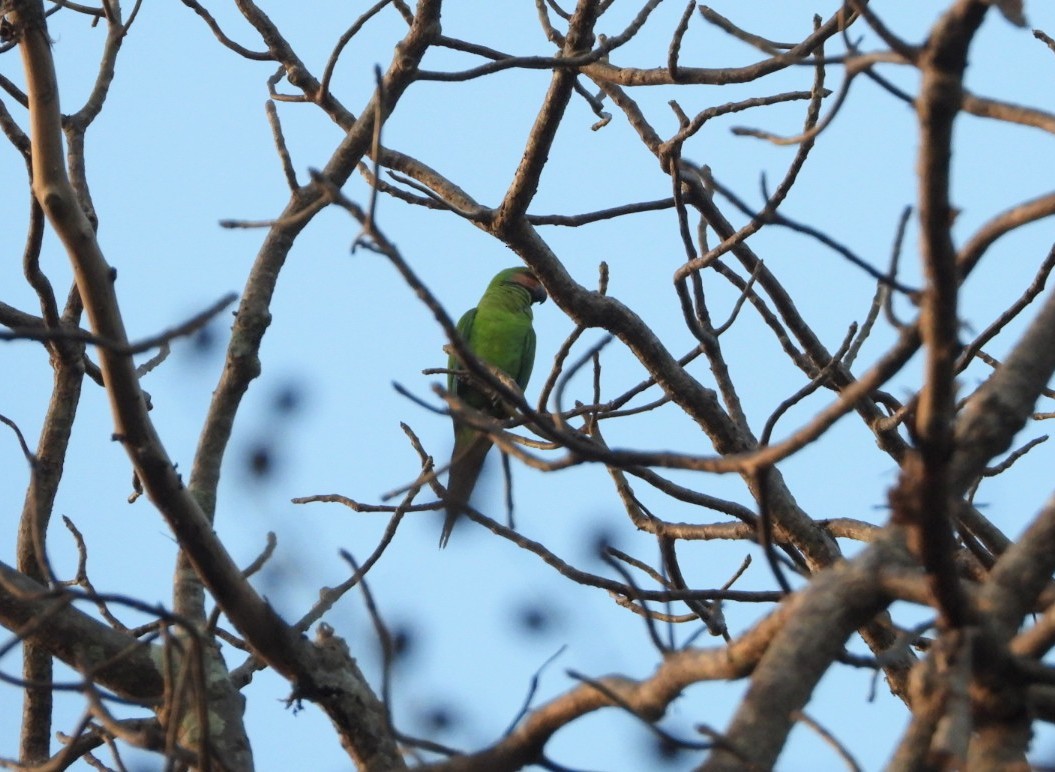Long-tailed Parakeet - ML618310867