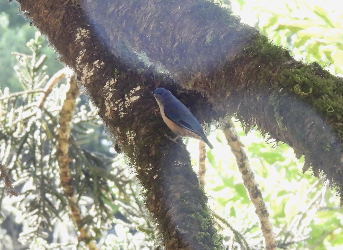 Velvet-fronted Nuthatch - ML618310868