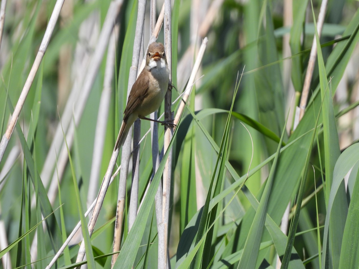 Common Reed Warbler - ML618310890