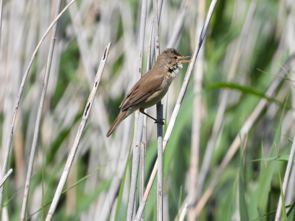 Common Reed Warbler - ML618310902