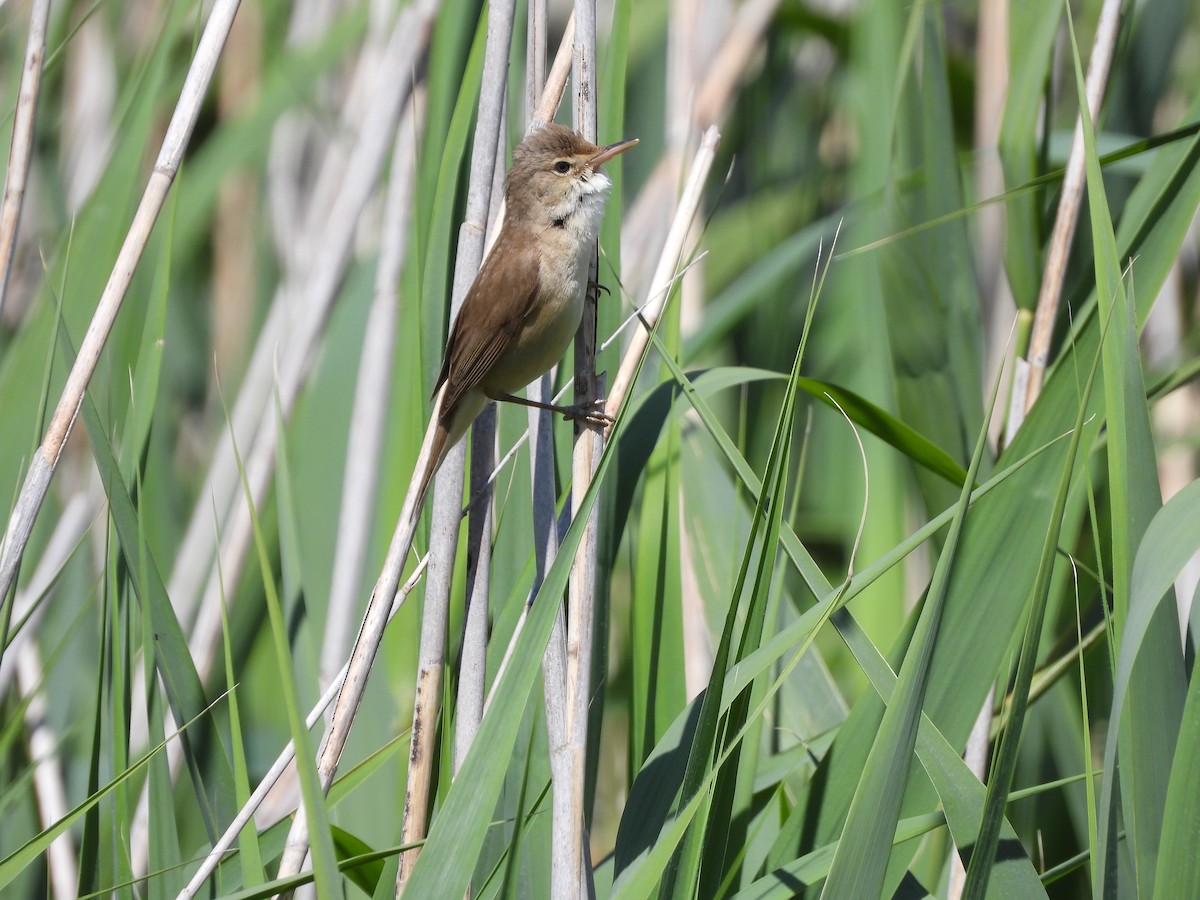 Common Reed Warbler - ML618310909
