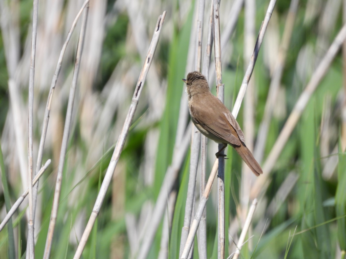 Common Reed Warbler - ML618310912