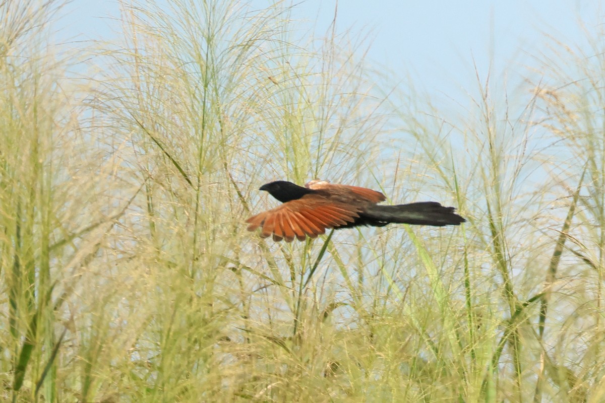 Lesser Coucal - Dave Bakewell