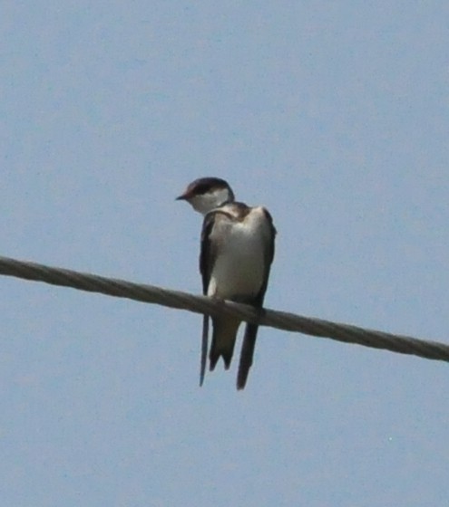 White-throated Swallow - ML618310945