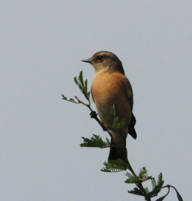 African Stonechat - Anonymous