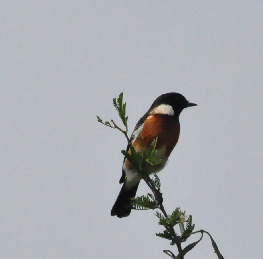 African Stonechat - ML618310948