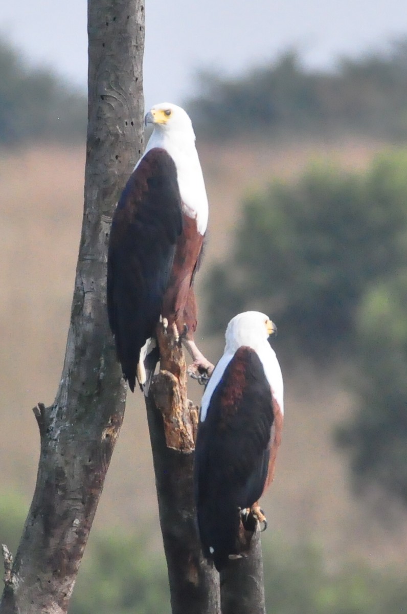 African Fish-Eagle - ML618310953