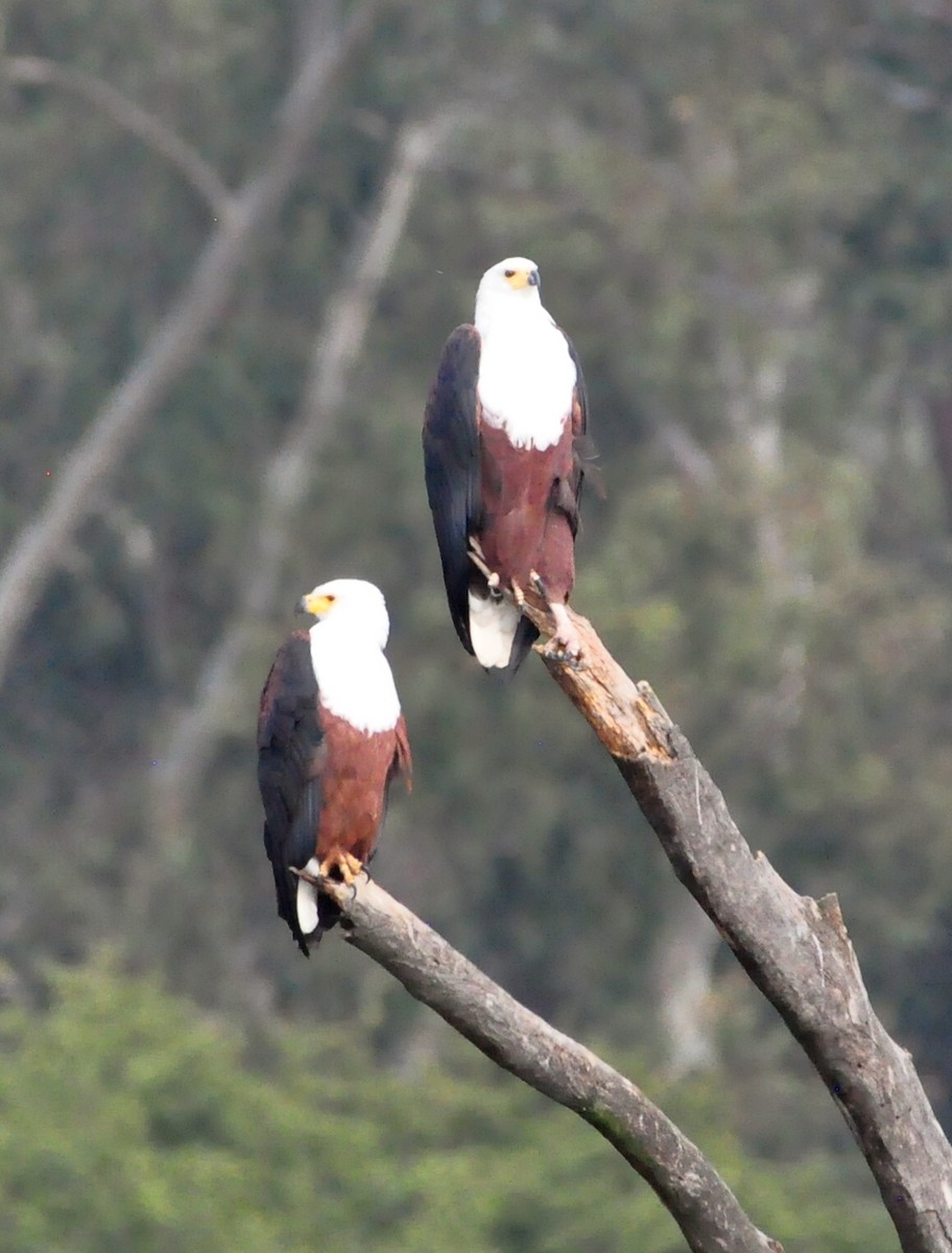 African Fish-Eagle - ML618310954