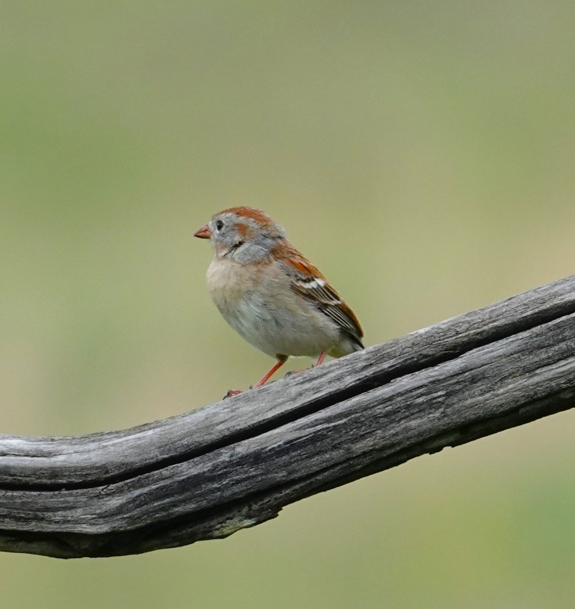 Field Sparrow - ML618310972