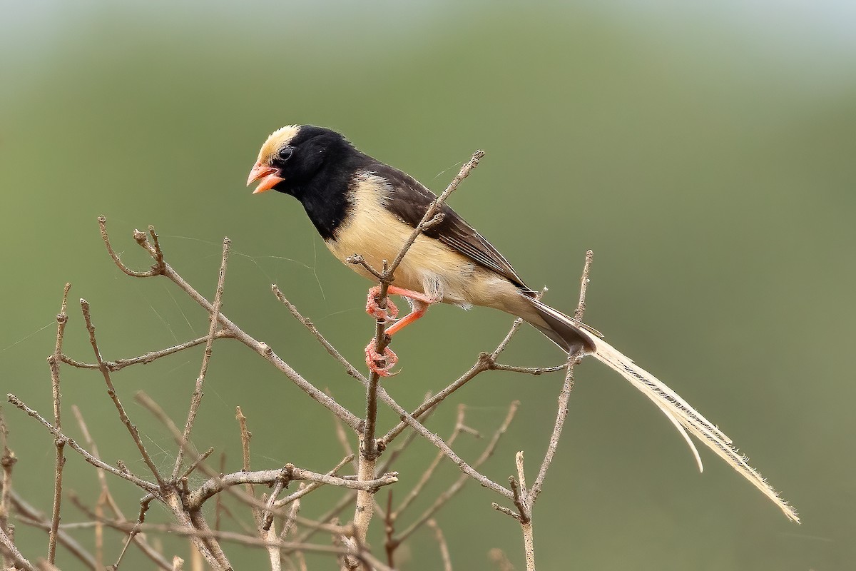 Straw-tailed Whydah - ML618311039