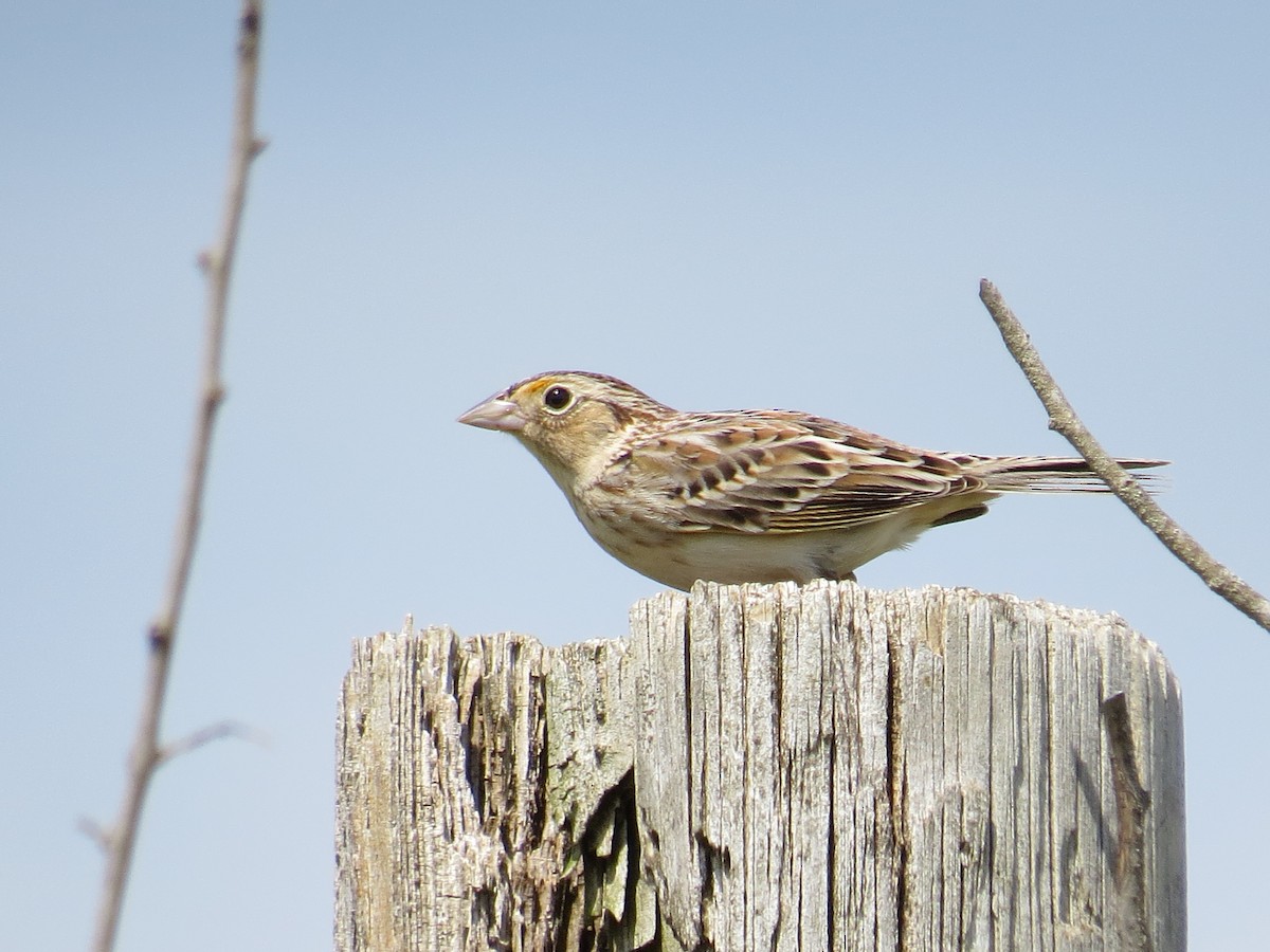 Grasshopper Sparrow - ML618311069