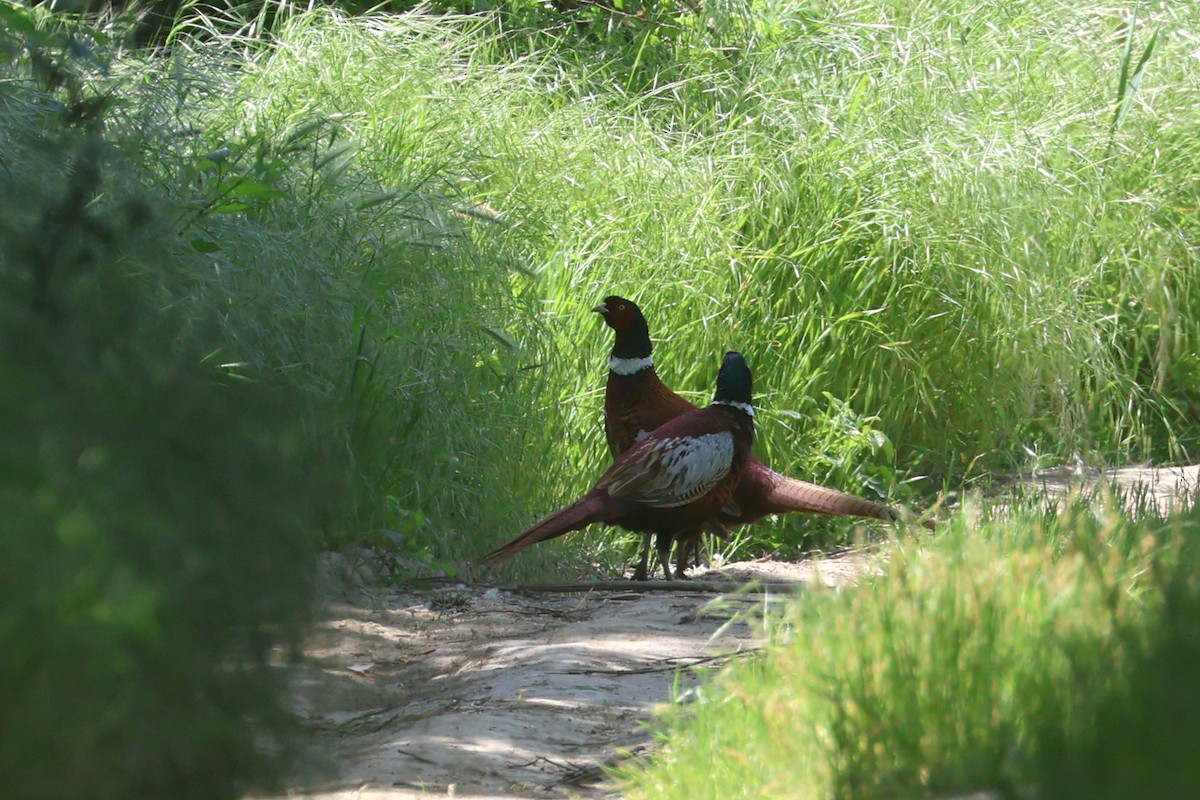 Ring-necked Pheasant - ML618311085