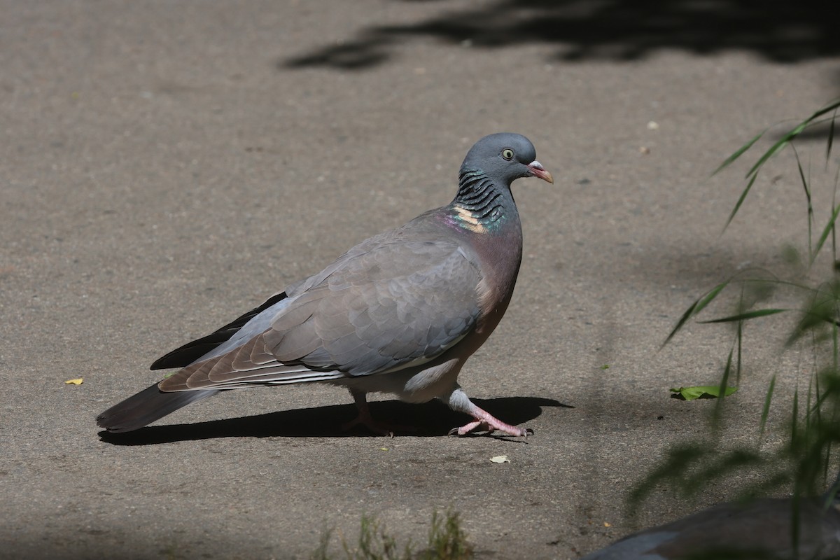 Common Wood-Pigeon (Cinnamon-necked) - ML618311092