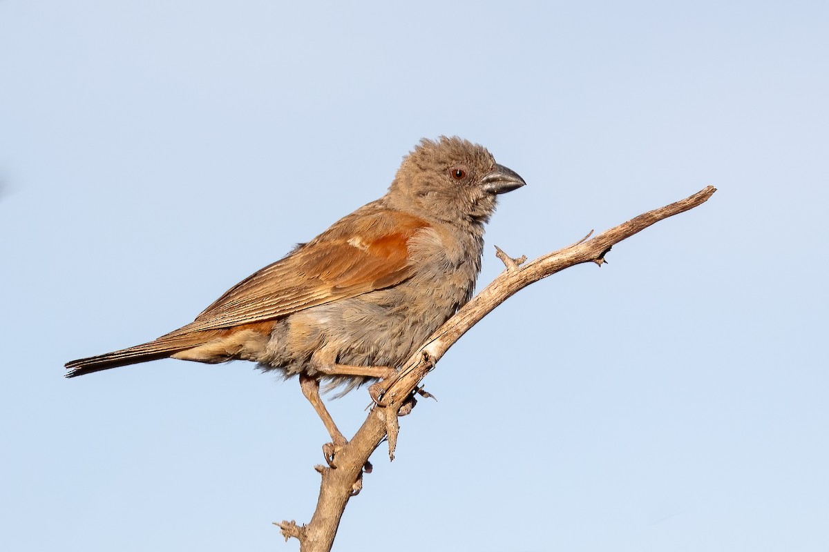 Parrot-billed Sparrow - ML618311097