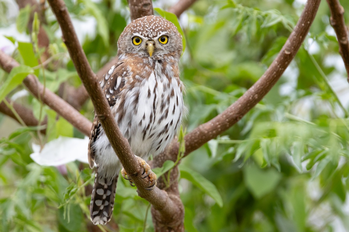 Pearl-spotted Owlet - ML618311101