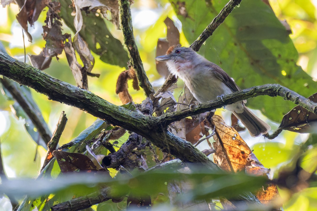Rufous-crowned Babbler - ML618311103