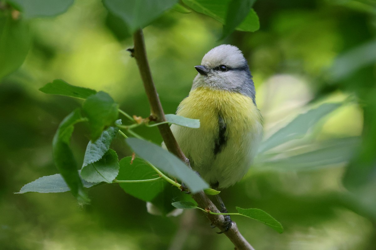 Azure Tit (Yellow-breasted) - ML618311105