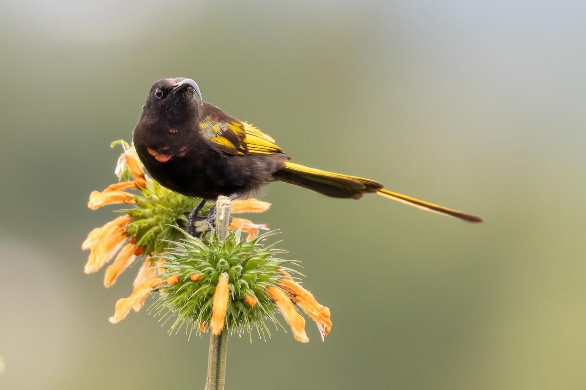 Golden-winged Sunbird - Daniel Danckwerts (Rockjumper Birding Tours)