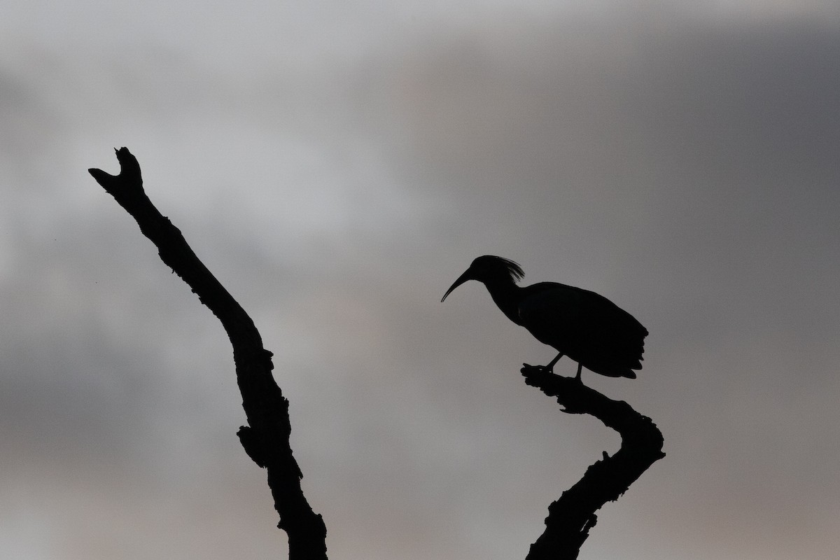 ibis olivový - ML618311121