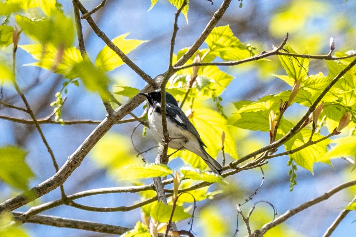 Black-throated Blue Warbler - Tim Horvath