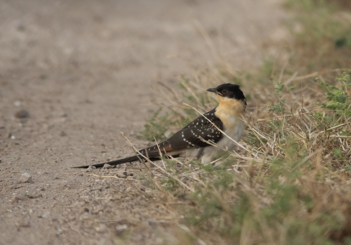Great Spotted Cuckoo - ML618311160