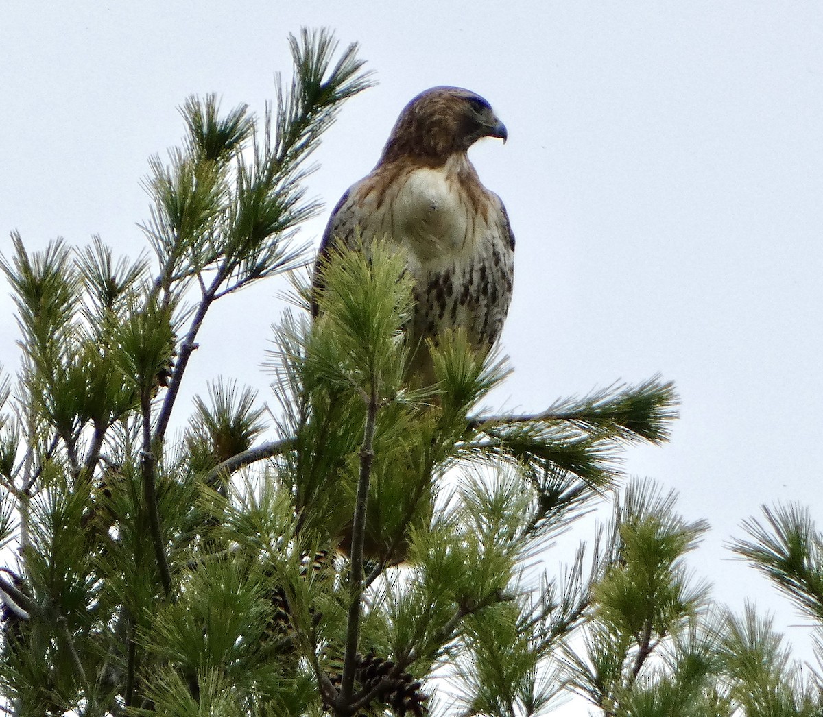 Red-tailed Hawk - ML618311201
