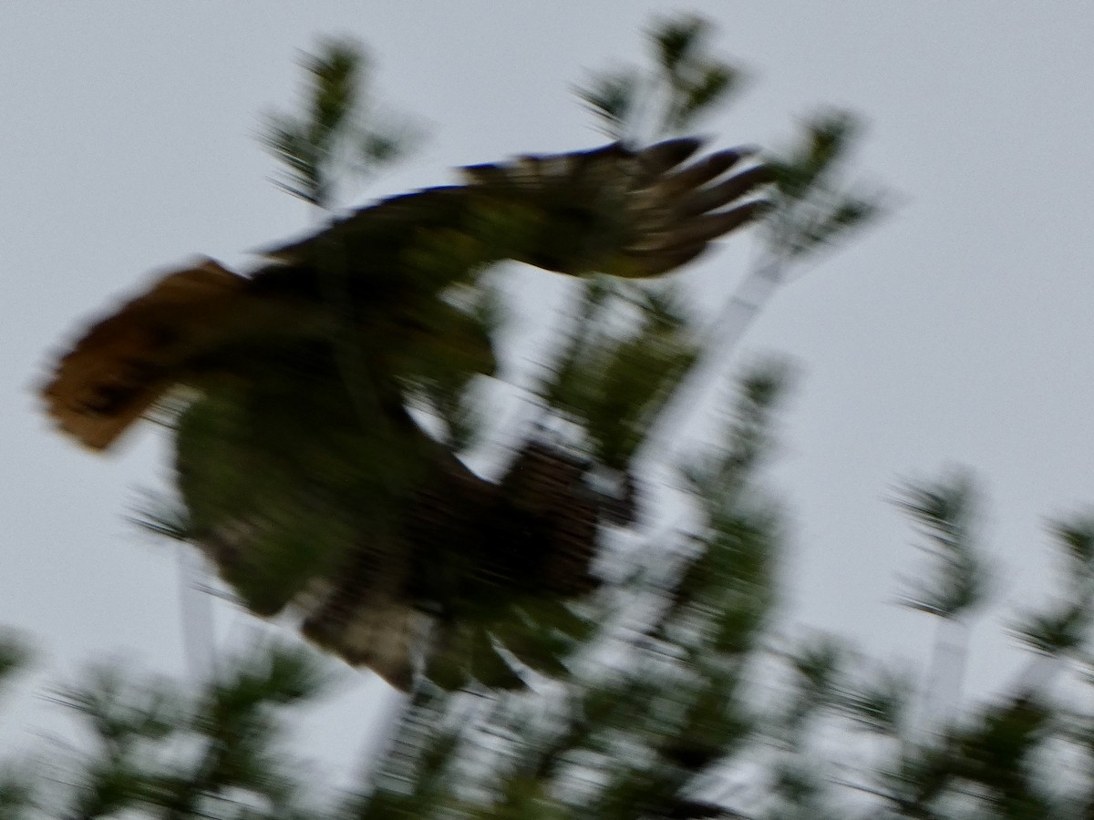 Red-tailed Hawk - Julie Williams
