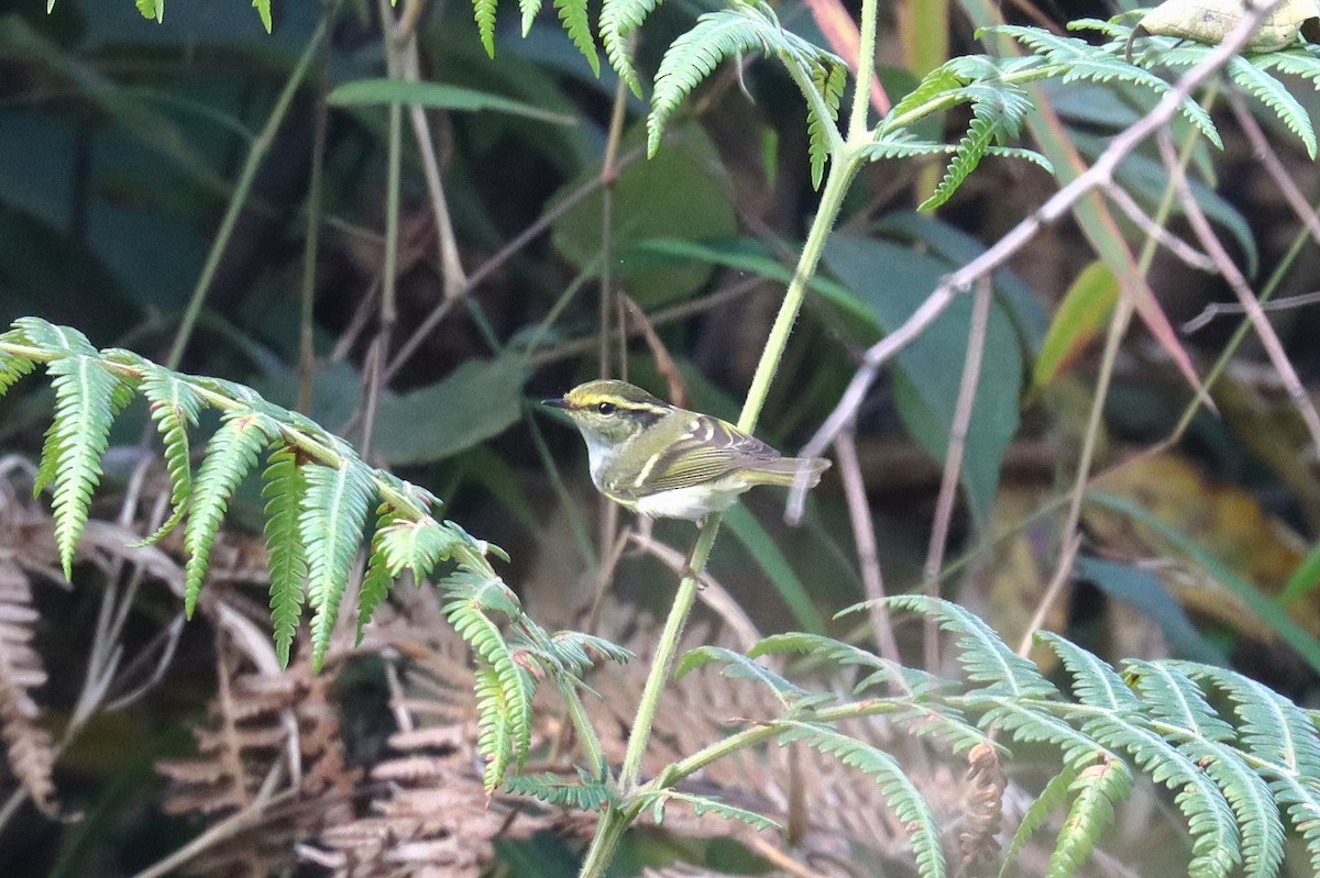 Pallas's Leaf Warbler - ML618311221