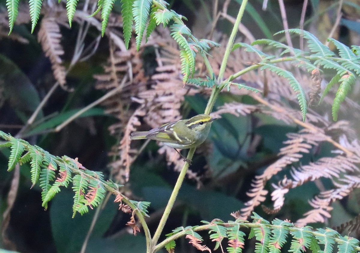 Pallas's Leaf Warbler - ML618311222