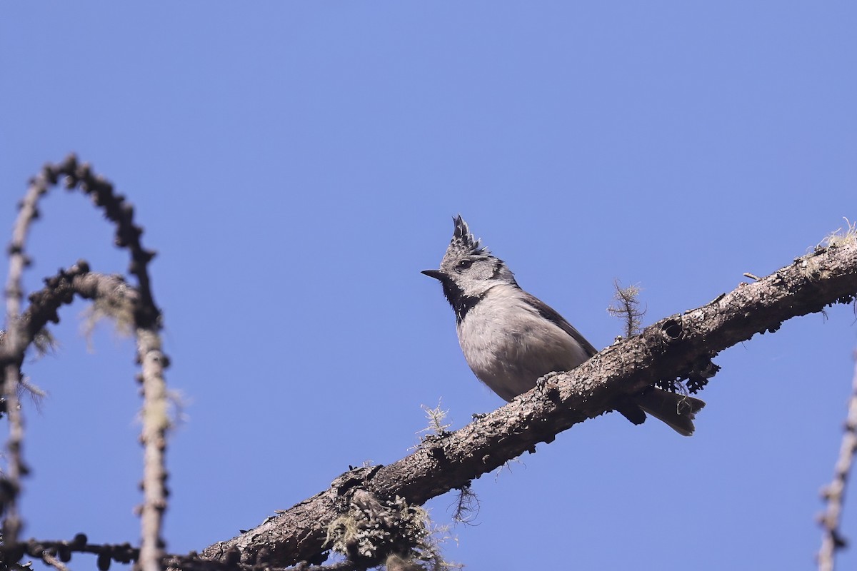 Crested Tit - ML618311227