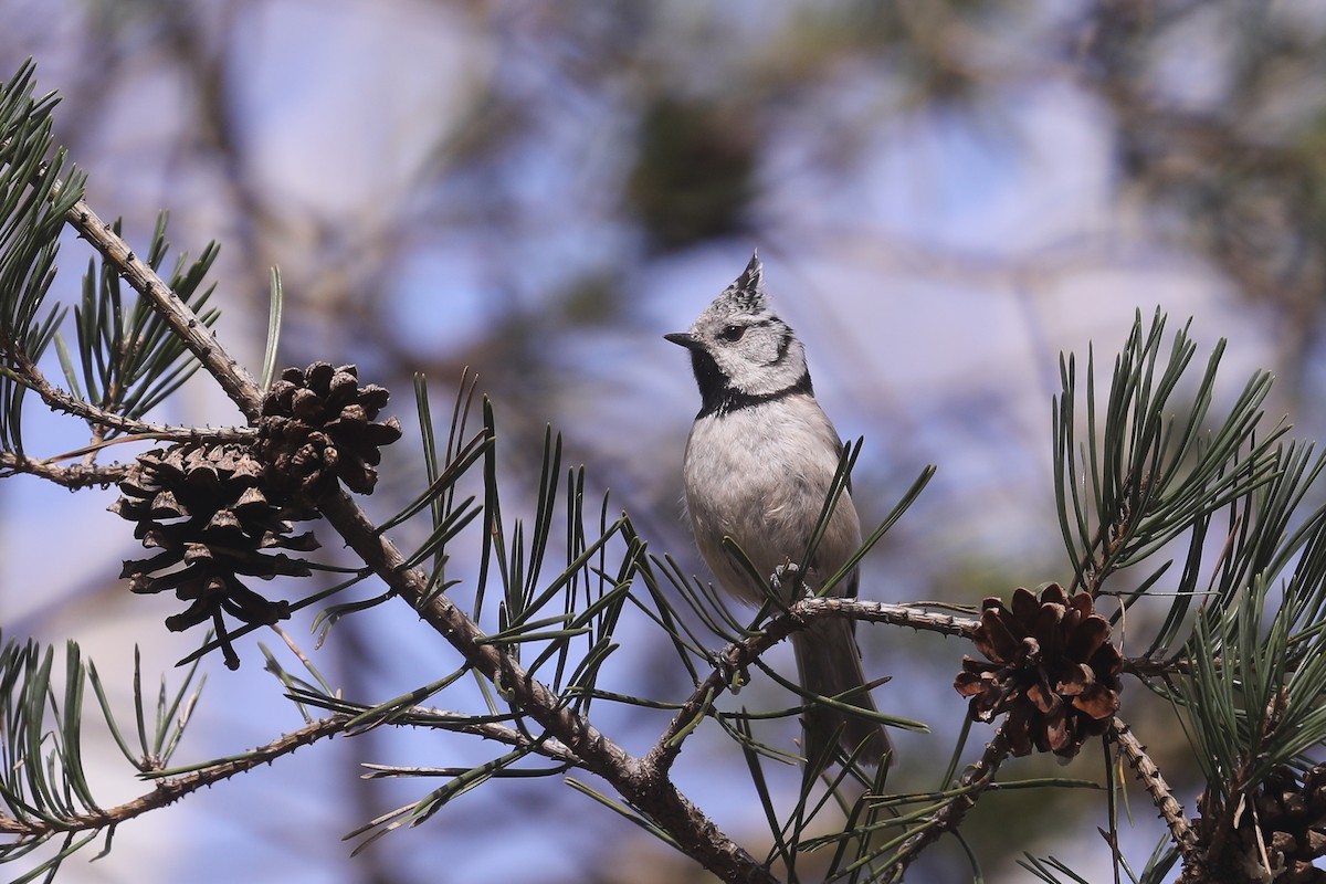 Crested Tit - ML618311228
