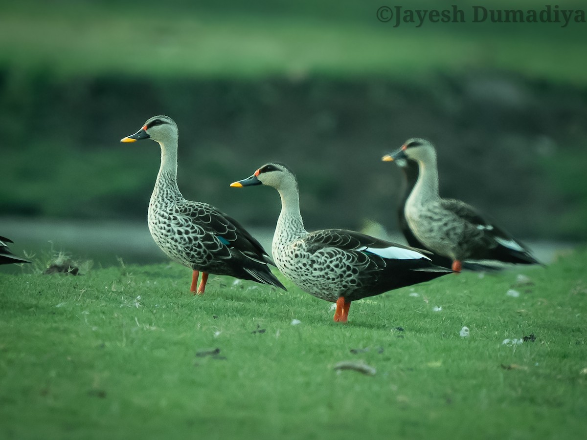 Indian Spot-billed Duck - ML618311262